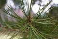 Pinus bungeana IMG_8878 Sosna plamistokora